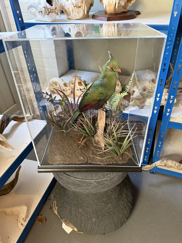 Cased turaco superb modern - a,