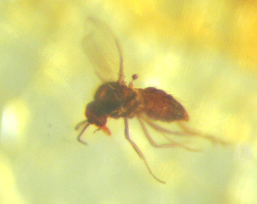 Pliocene amber kenya africa - pliocene,