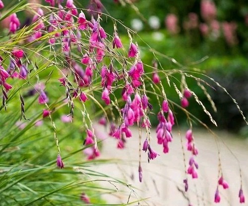 Dierama pulcherrimum angel - pulcherrimum, angel's