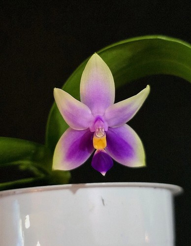 Phalaenopsis violacea 2 - violacea.,