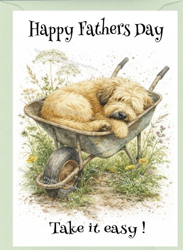Soft coated wheaten terrier - wheaten,