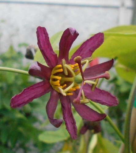 Young passion flower - passion,