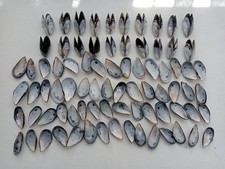 100 Mussel Sea Shells M Bulk