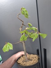 Beech bonsai tree part - beech,