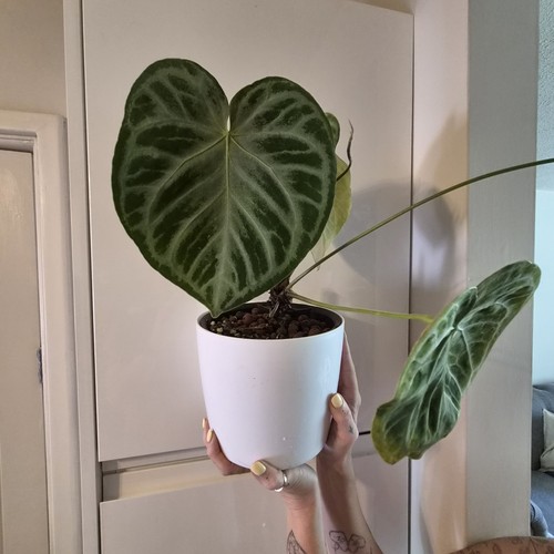 Anthurium crystallinum semi - crystallinum, in