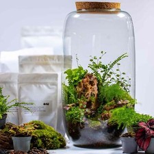 Diy terrarium kit - terrarium,