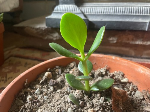 One crassula ovata jade - crassula, (jade