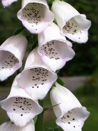 Digitalis purpurea alba - 'alba',