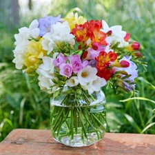 Freesia Bountiful Bouquets