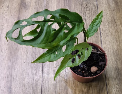 Monstera obliqua peru - monstera,