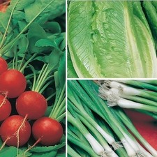 15x Organic Winter Vegetable