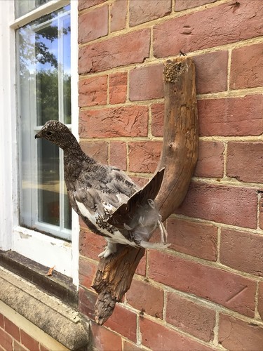 Snow grouse - ,