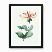 Honeysuckle, Pierre Joseph