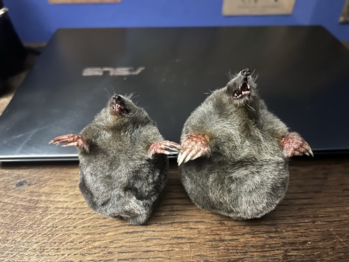 Taxidermy half moles - half,