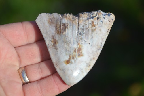 Lovely genuine megalodon - genuine,