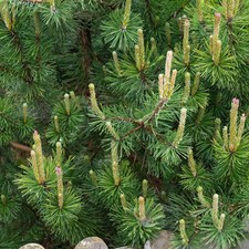 Pinus Mugo Mughus Compact Hardy Evergreen Garden Pine Conifer Shrub Plant in Pot