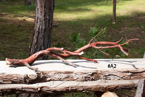 Natural manzanita trunk - 27",