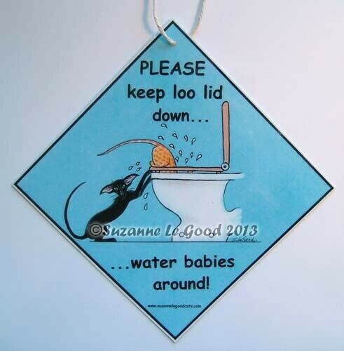 Oriental cat please keep - oriental,