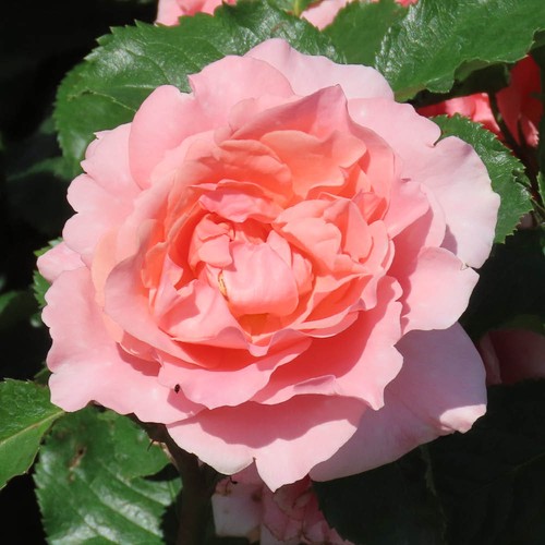 Floribunda garden rose - floribunda, the