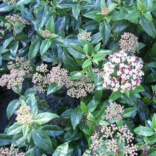 1 X VIBURNUM 'EVE PRICE'
