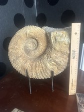 Ammonite Fossil. Very Large At Over 10 Inches