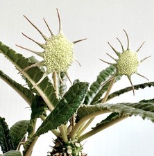 Dorstenia crispa 10 SEEDS -