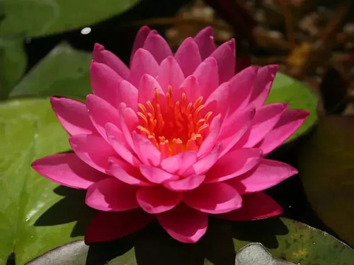 Mayla water lily pond - ,