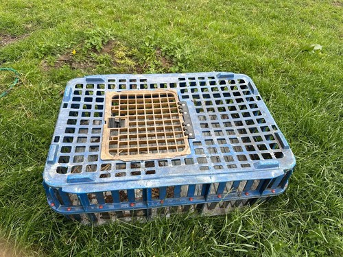 Large poultry crate - poultry,