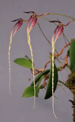 Bulbophyllum contortisepalum