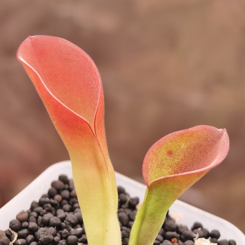 Heliamphora exappendiculata - heliamphora,