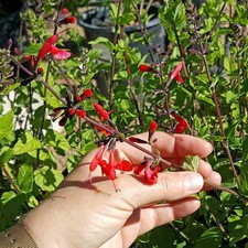 Scarlet Sage Seeds. 100 Seeds