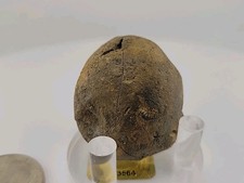 Real Dinosaur Egg Turtle