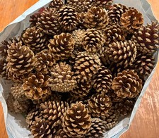 X35 Pine Cones Natural - 5-7cm