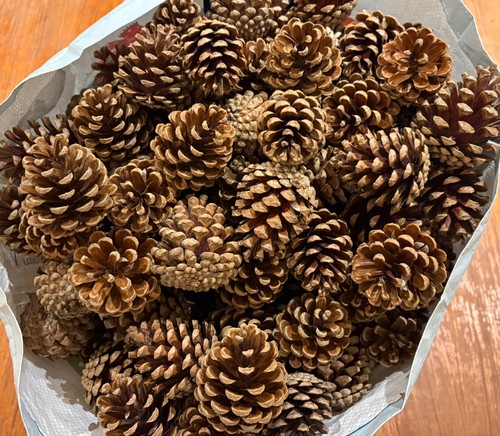 X35 pine cones natural - cones,