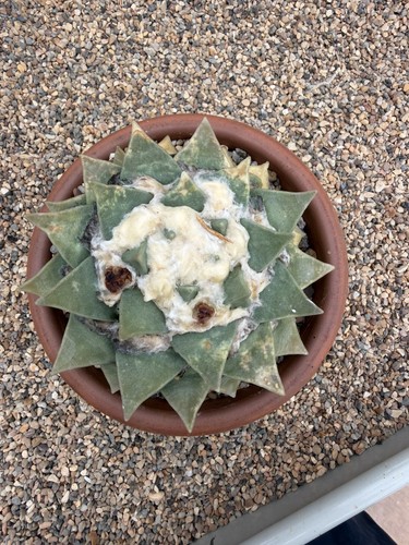 Ariocarpus reticulatus actual - ariocarpus,