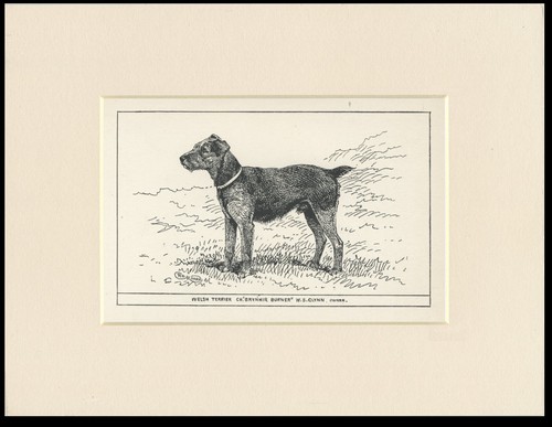 Welsh terrier vintage - welsh,