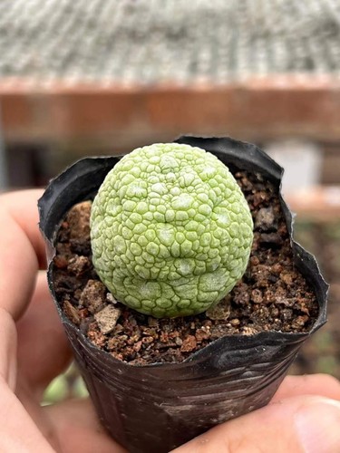 Pseudolithos migiurtinus