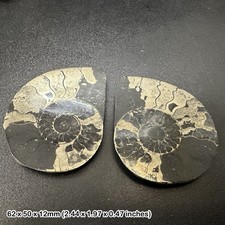 Pyrite Ammonite Cut and