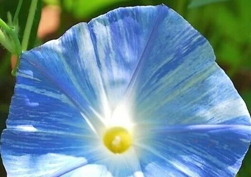 Morning glory flying saucer - morning,