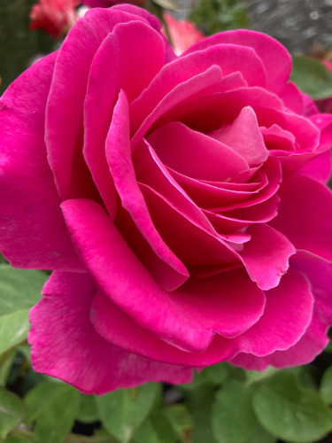 Two pink peace hybrid - peace', t