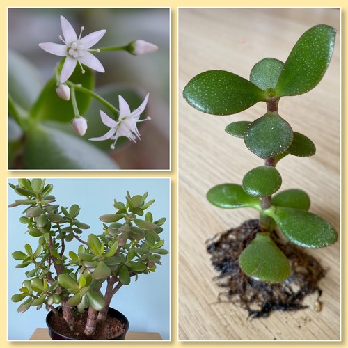 Crassula ovata money jade - crassula, money/jade