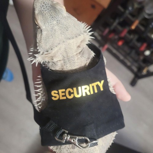 Adjustable bearded dragon - adjustable,
