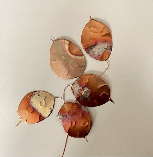 Honesty seed pods flower - seed, art