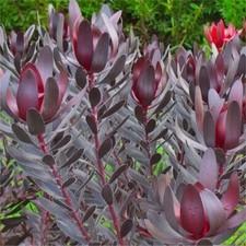 Leucadendron  BURGUNDY SUNSET