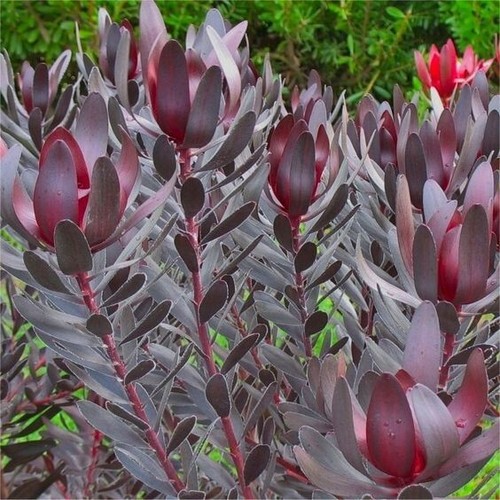 Leucadendron burgundy sunset - ,