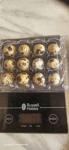 Quail eggs raw - , food