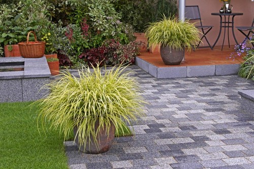 Carex lime green seeds - lime/green,