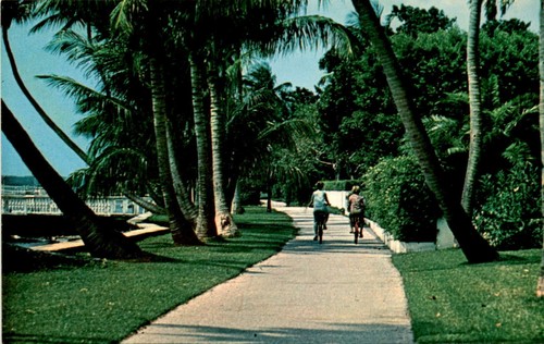 Bicycle path palm beach - palm, beach,
