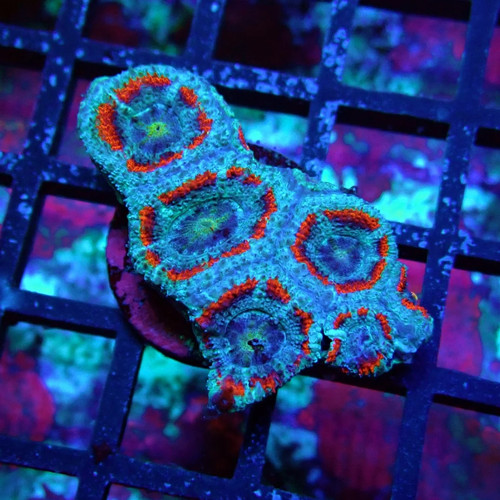 Wysiwyg acan lord coral frag - wysiwyg,