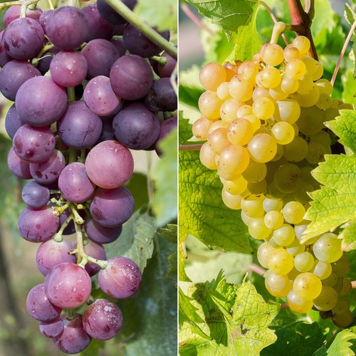Grape vines 2l pots - vines,,